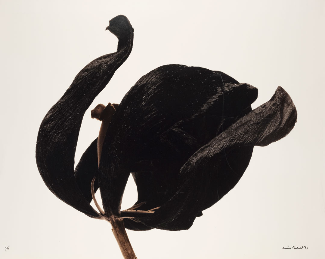 © Denis Brihat, Tulipe noire, 1980.