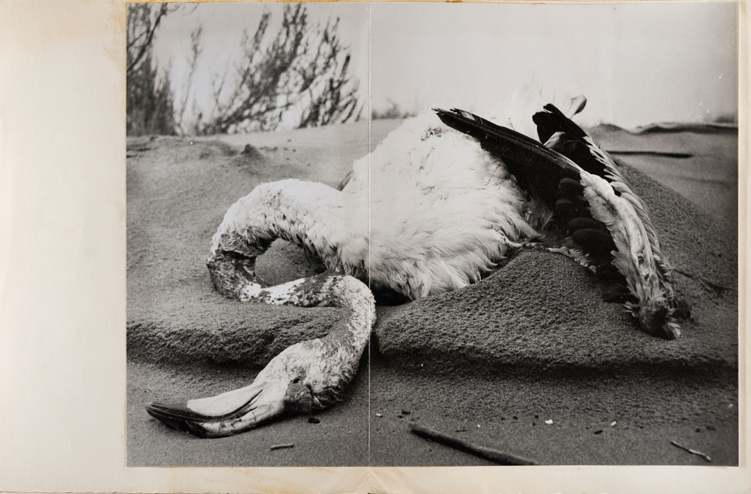 © Lucien Clergue, Flamant morts dans le sable, Phare de Faraman, 1956. Avec l’aimable autorisation de l’Atelier Lucien Clergue et de la Saif 2019.